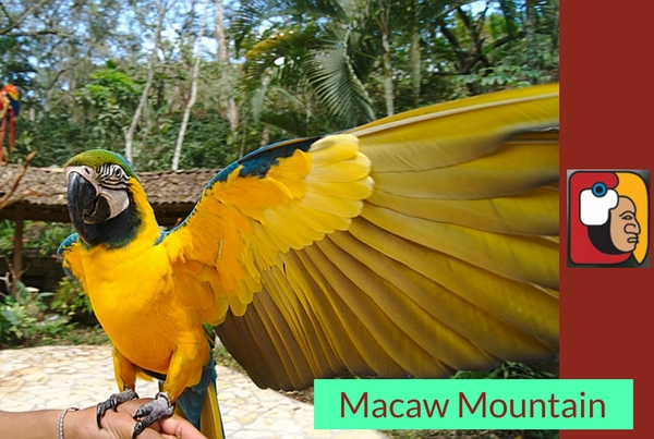 Macaw Mountain