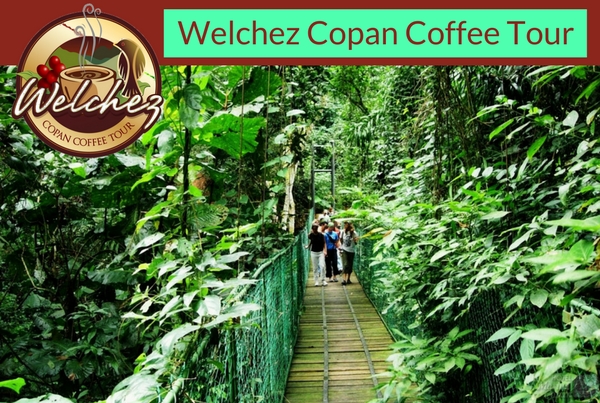 Welchez Copan Coffee Tour