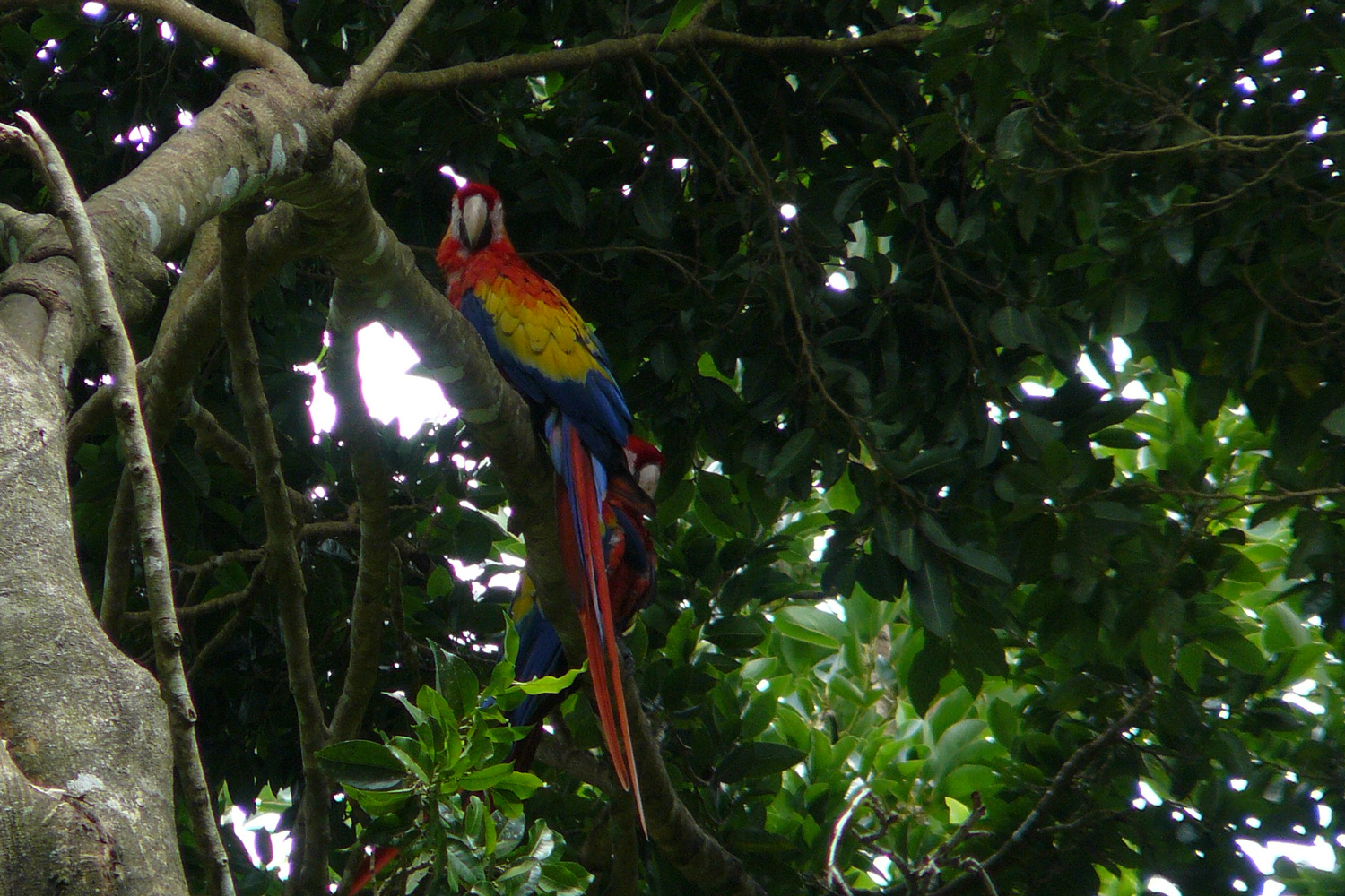 aves (1)
